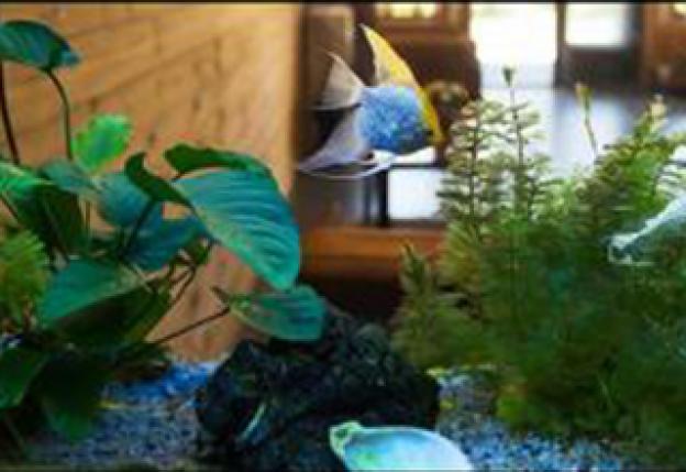 Was ist die beste Beleuchtung für mein Aquarium?