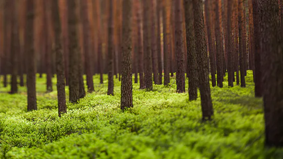 Wald mit Nadelbäumen